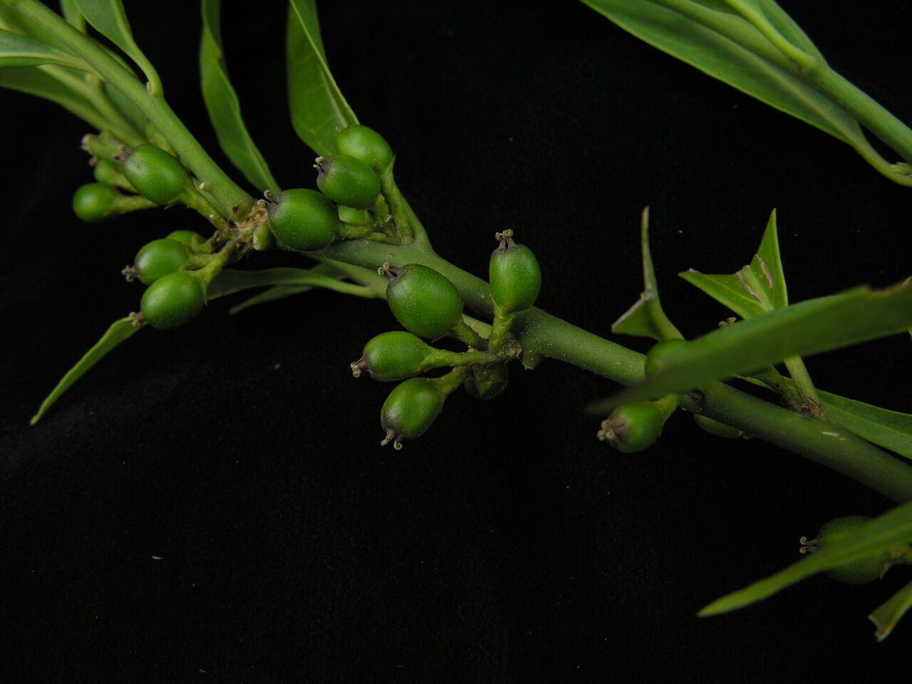 Sarcococca wallichii — search result for 'Sarcococca'