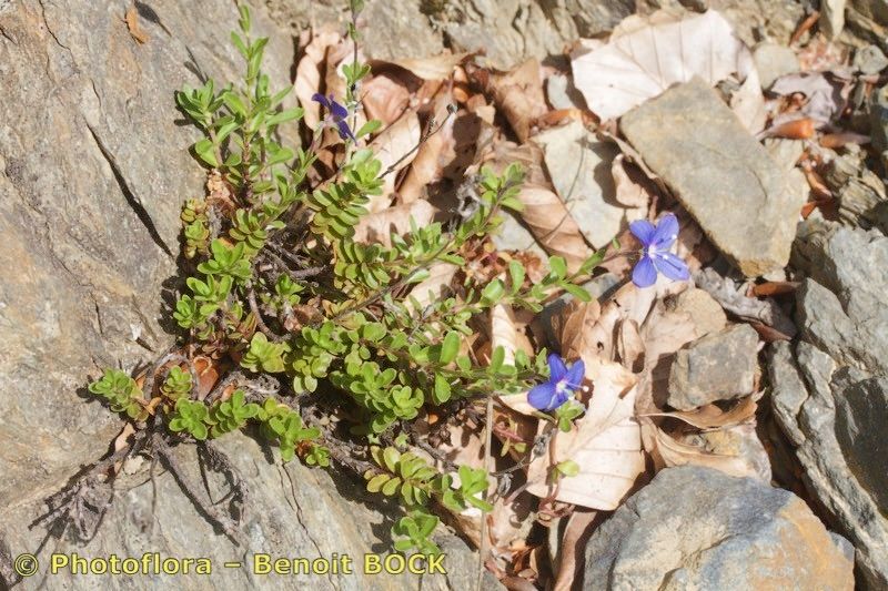 Veronica cantabrica habit