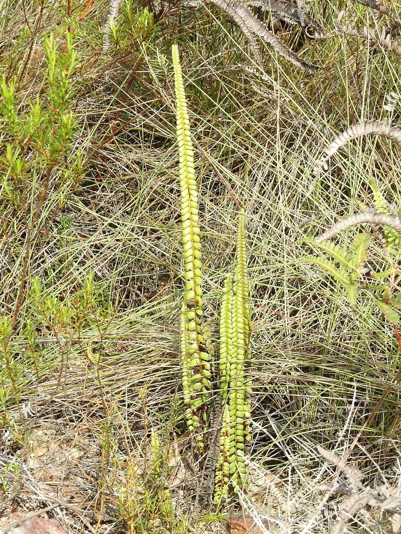 Lindsaea stricta habit