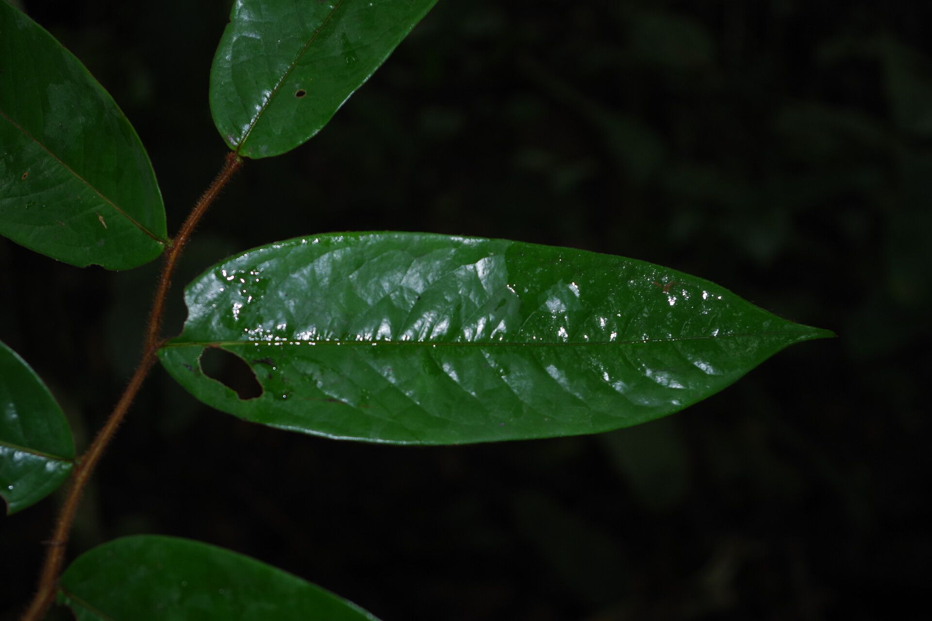 Xylopia villosa — search result for 'Xylopia'