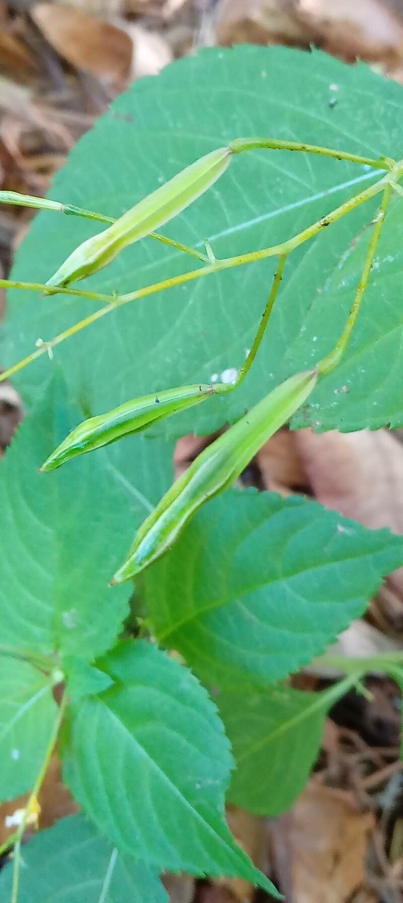 Impatiens parviflora fruit