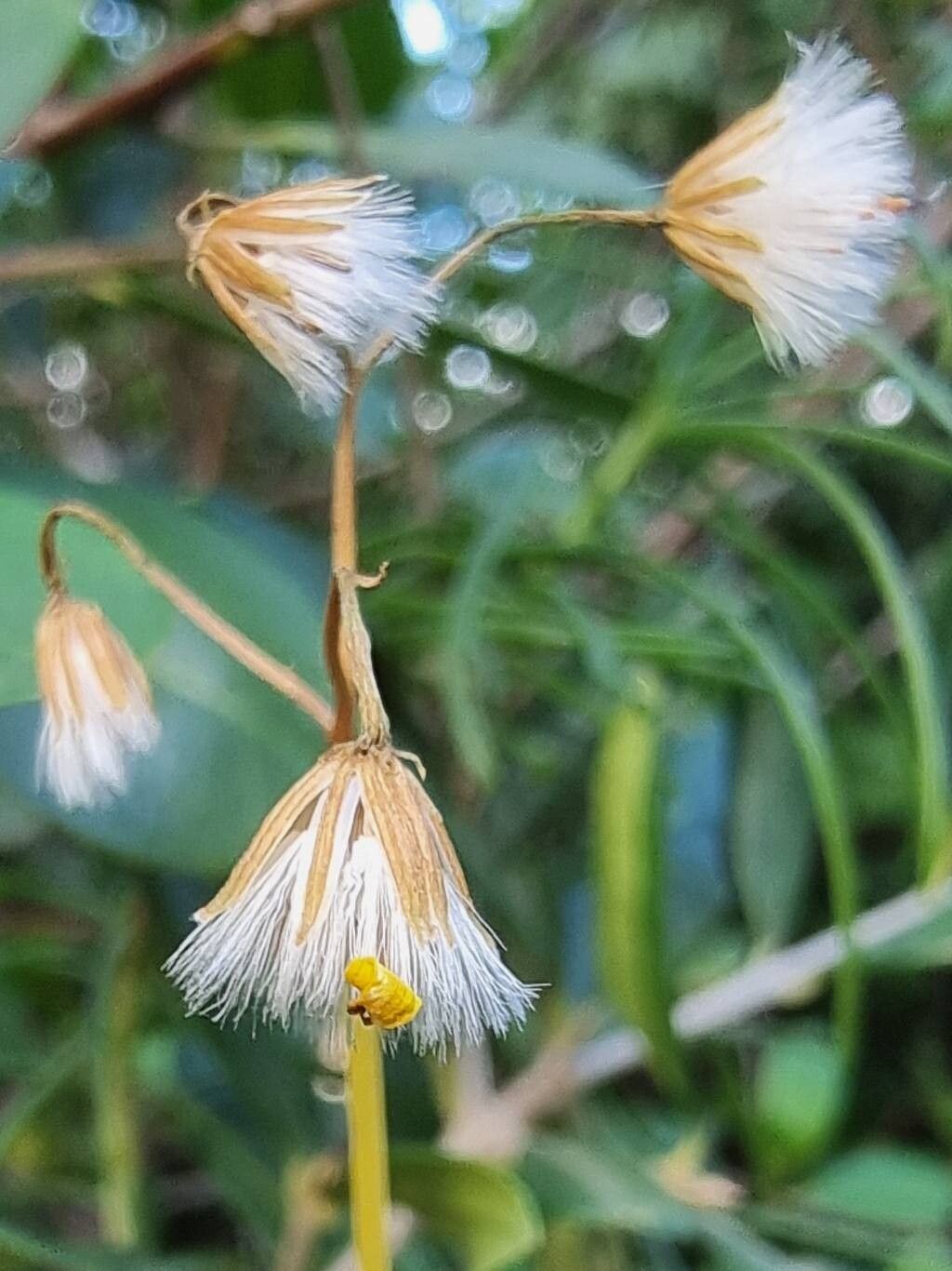 Senecio odontophyllus fruit