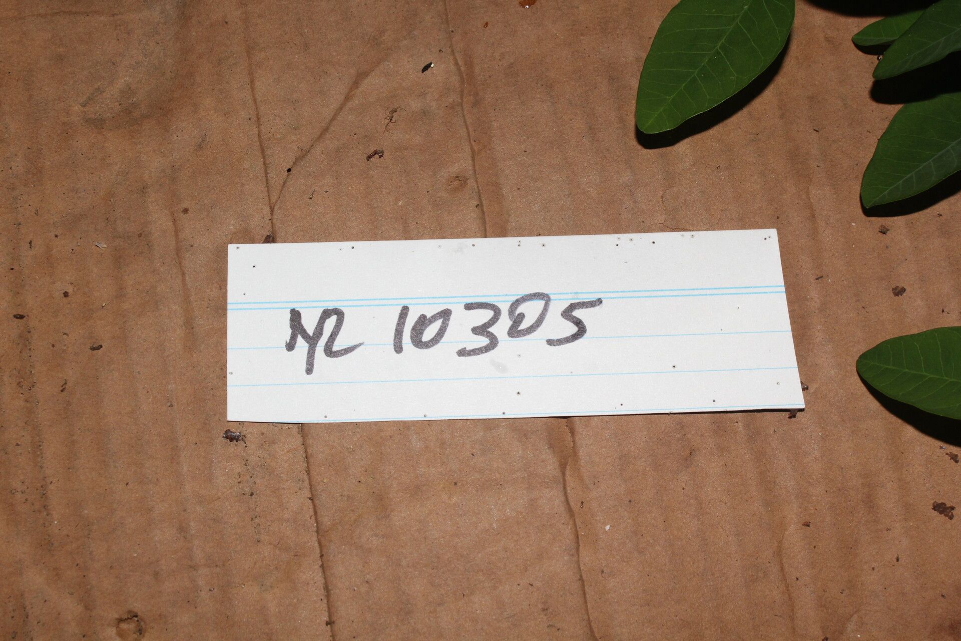 Euphorbia colletioides other