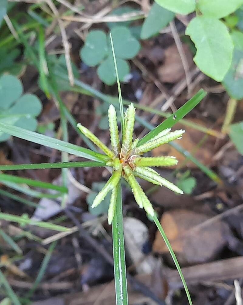 Cyperus incomtus flower