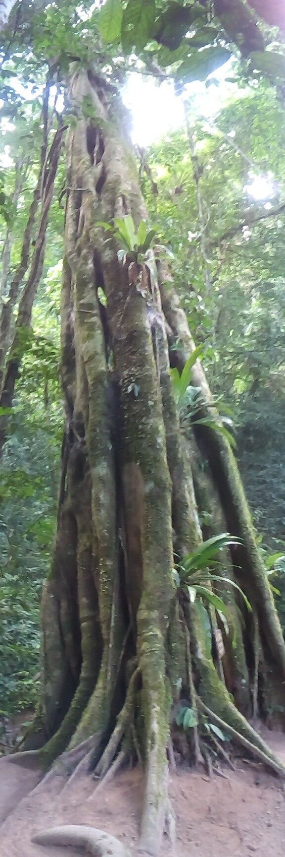 Combretum latifolium habit