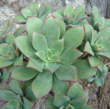 Aeonium gomerense — search result for 'Aeonium'