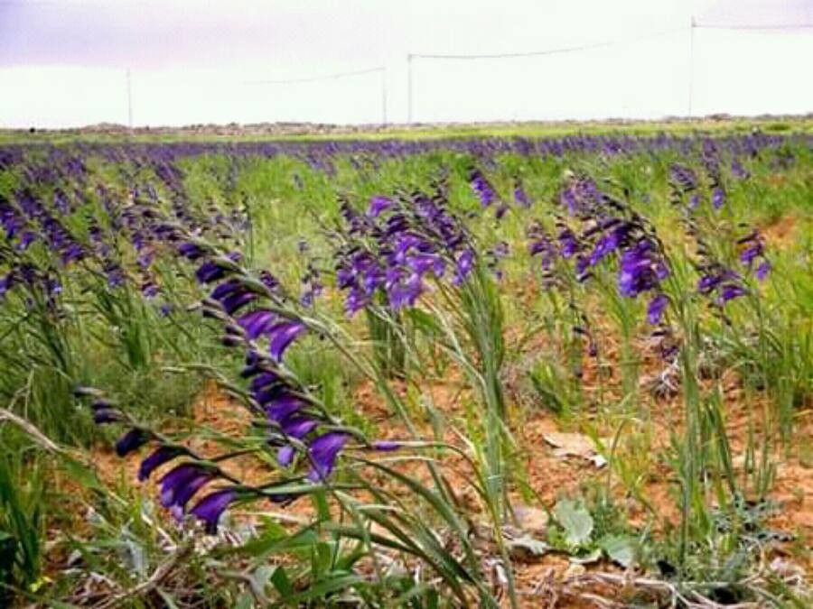 Gladiolus atroviolaceus flower