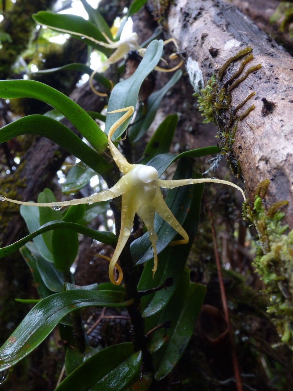 Angraecum corrugatum flower
