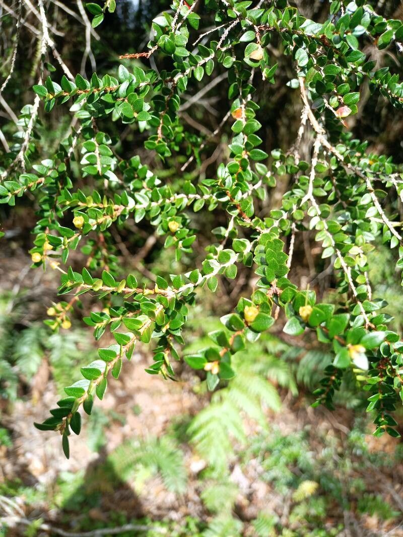 Tepualia stipularis leaf