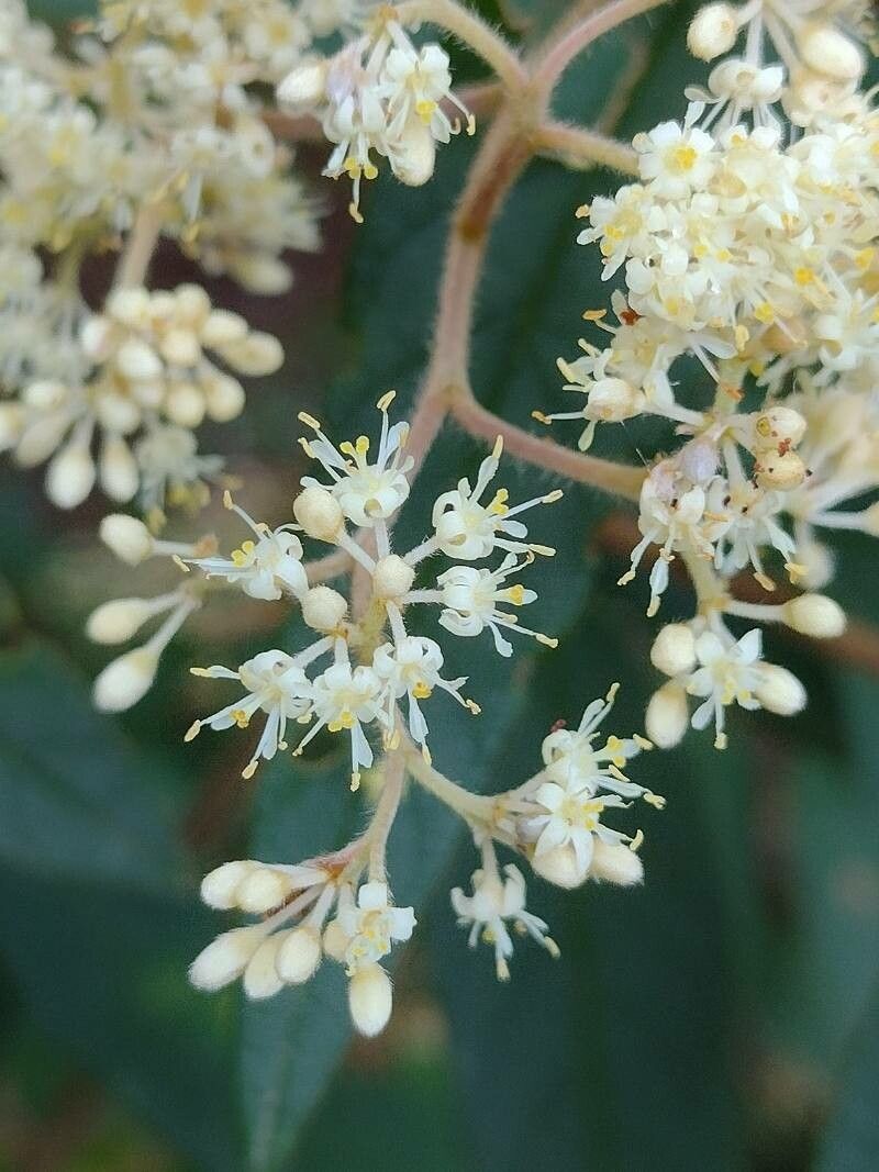 Pomaderris wendlandiana flower