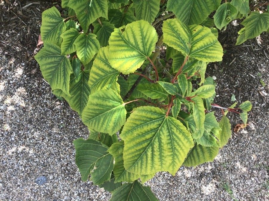 Acer capillipes — search result for 'Acer'