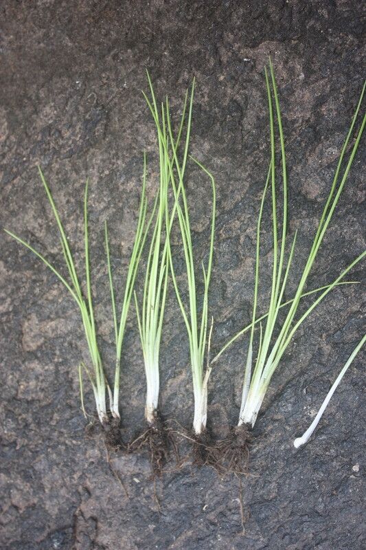 Isoetes biafrana habit