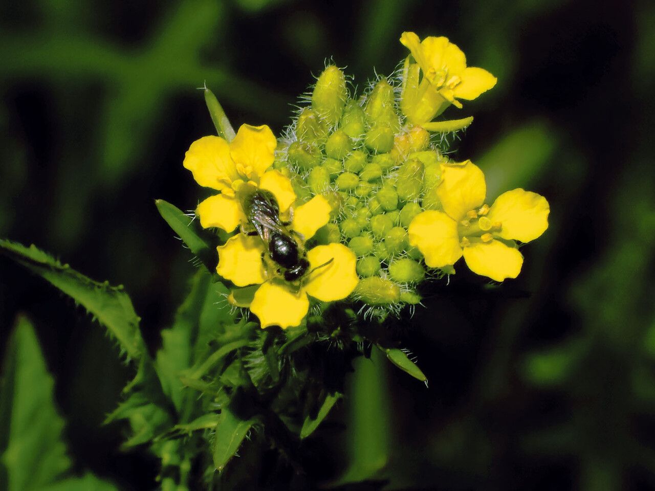 Sisymbrium loeselii flower