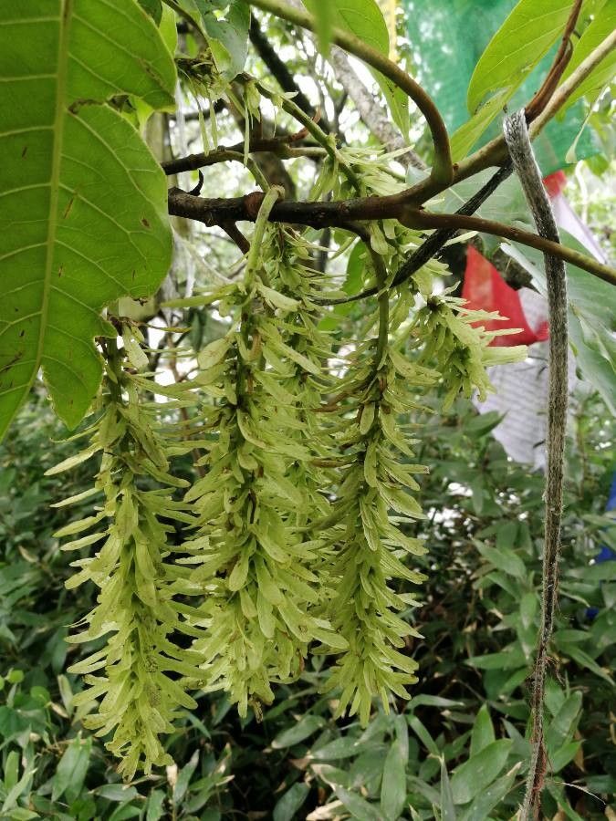 Pterocarya stenoptera flower