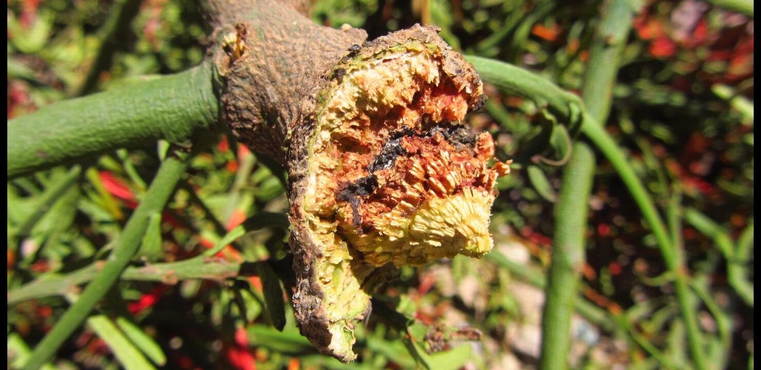 Ligaria cuneifolia bark