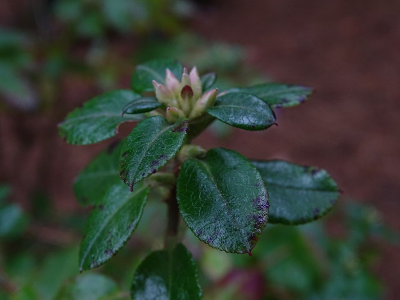 Rhododendron semibarbatum flower