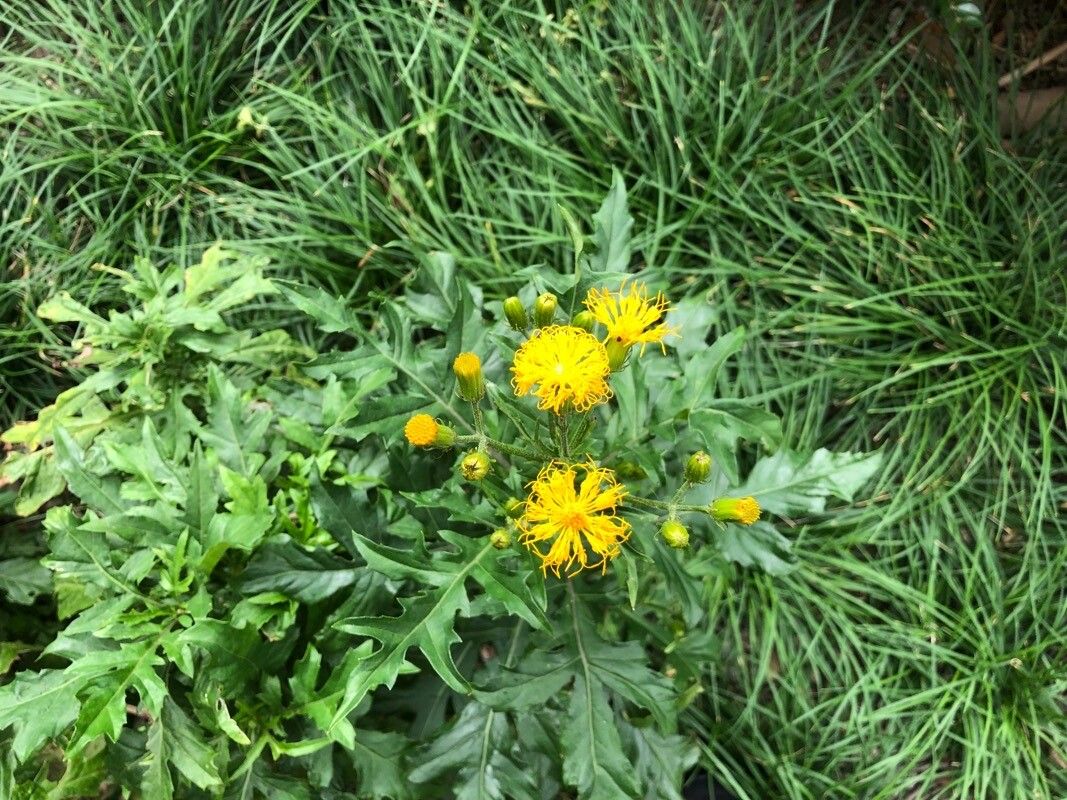 Gynura bicolor flower