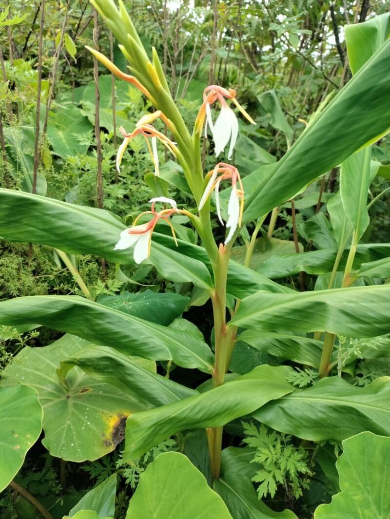 Hedychium spicatum
