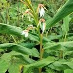 Hedychium spicatum