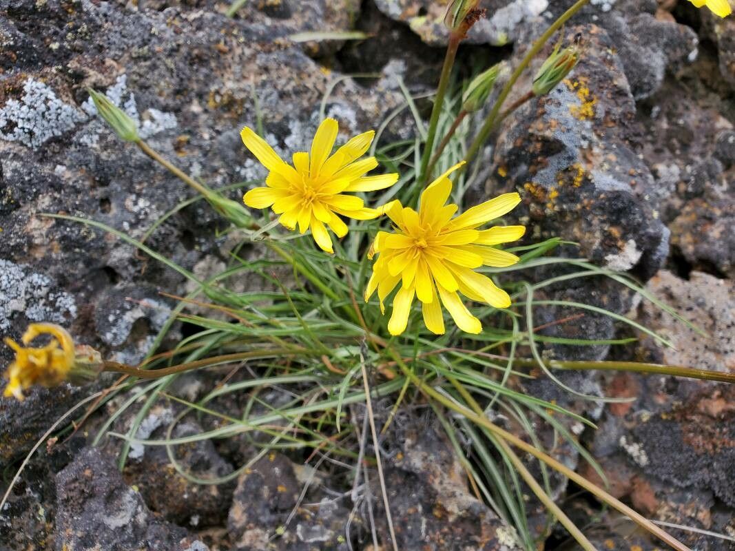 Agoseris glauca flower