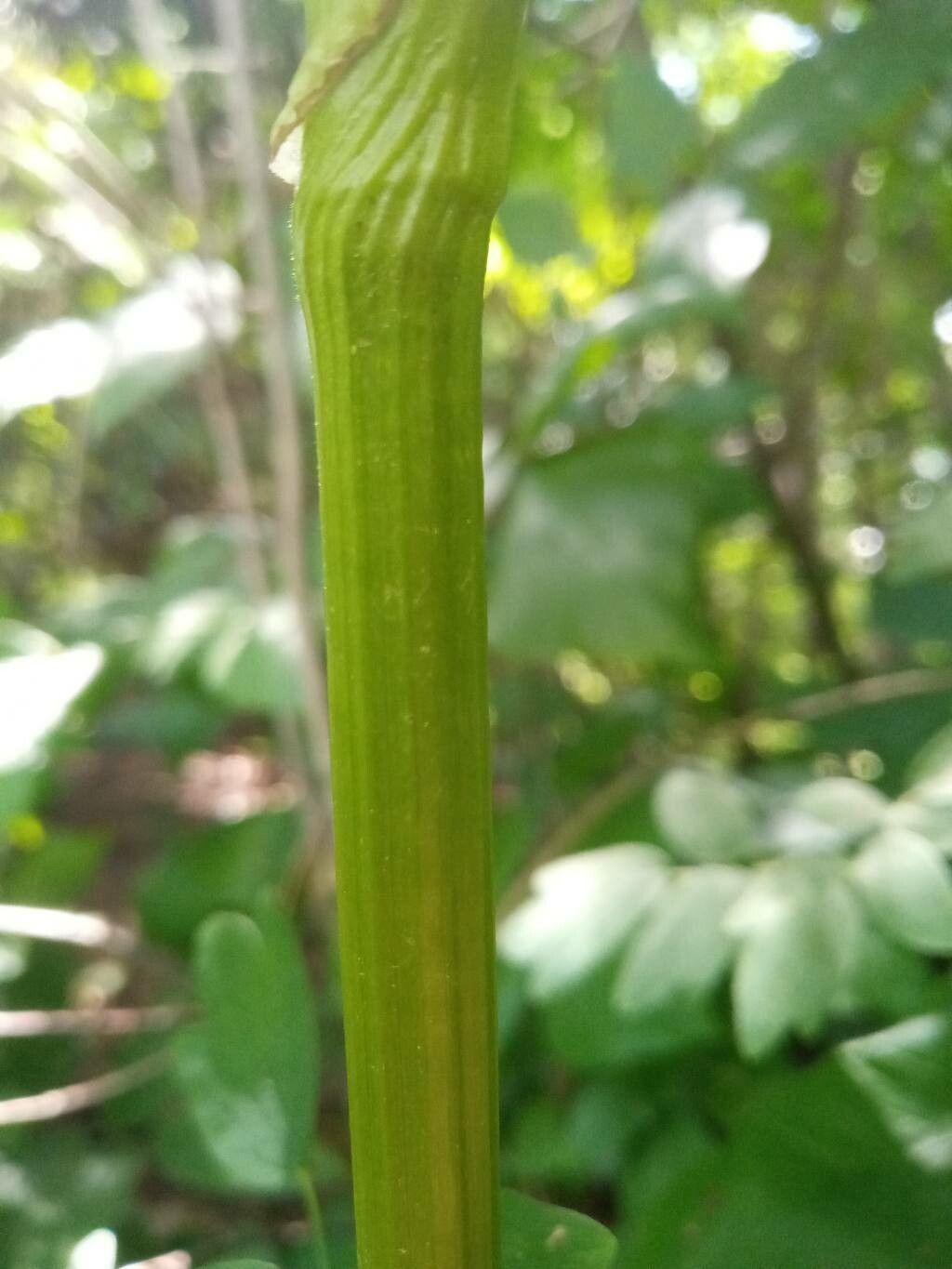 Thalictrum dasycarpum bark