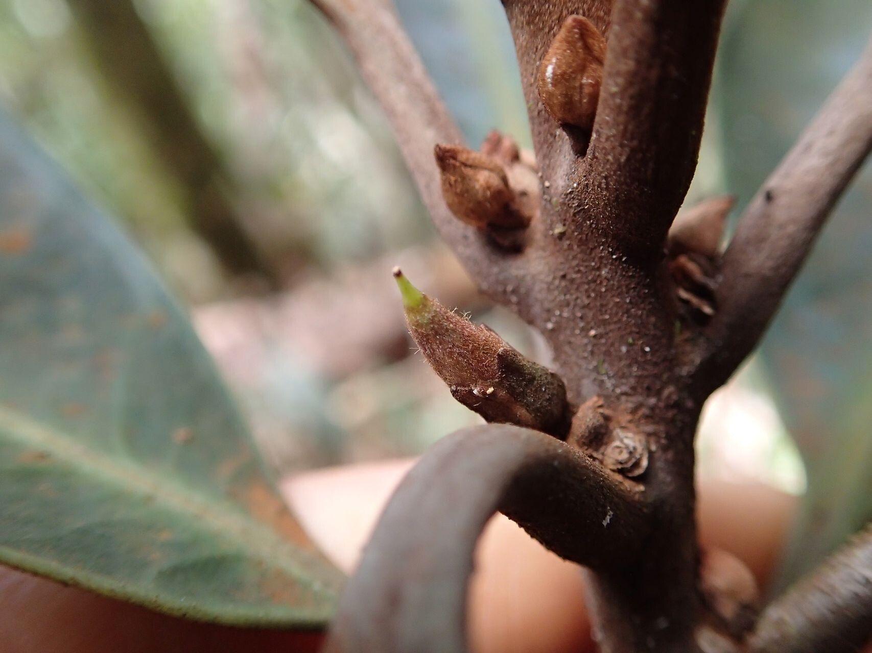 Planchonella kuebiniensis fruit