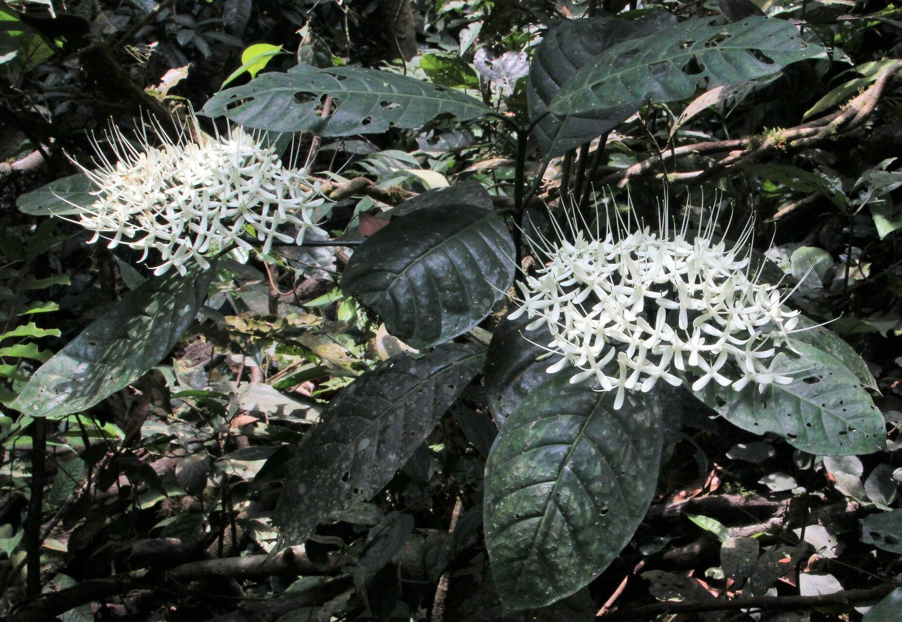 Pavetta rigida habit