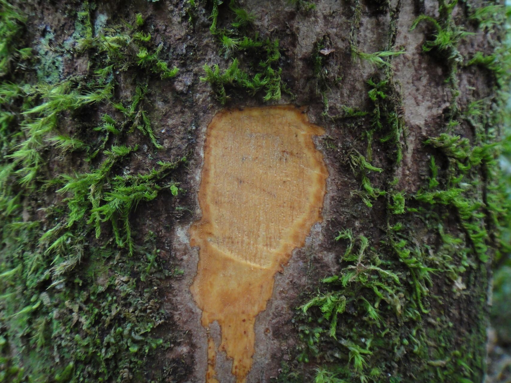 Cryptocarya elliptica — houseplant care guide