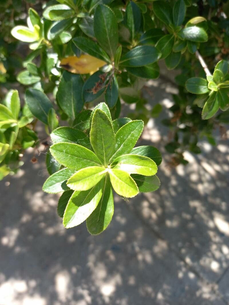 Escallonia bifida leaf