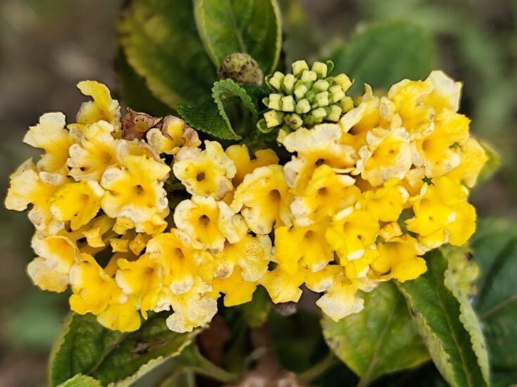 Lantana depressa flower