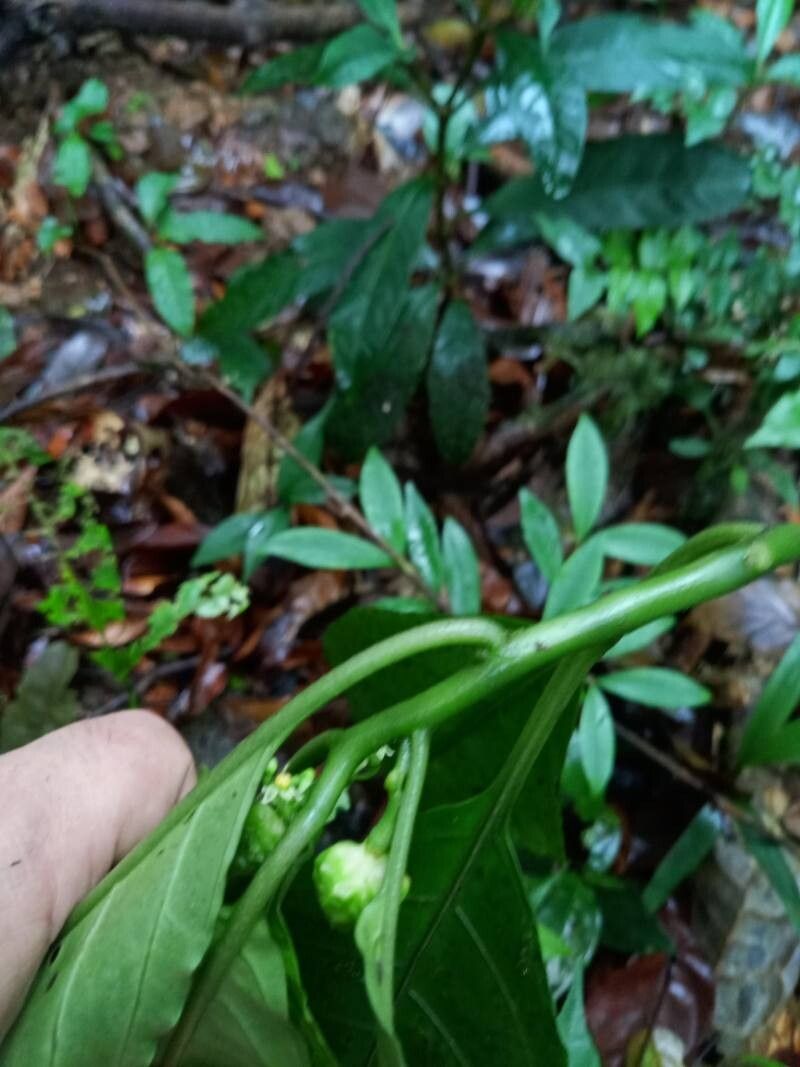 Solanum anceps flower