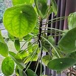 Pilea peperomioides