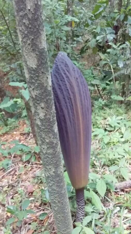 Dracontium gigas flower