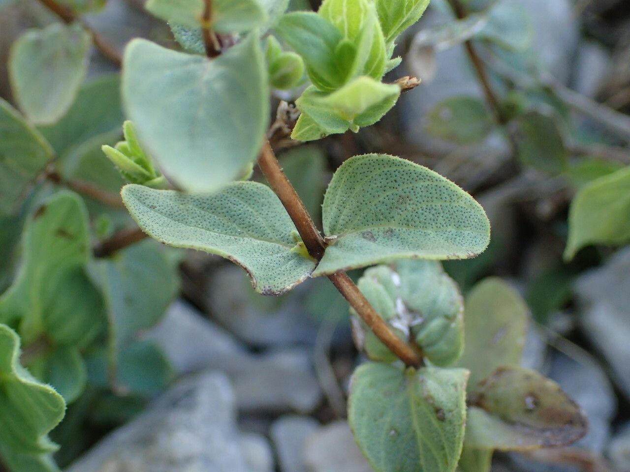 Origanum scabrum — houseplant care guide