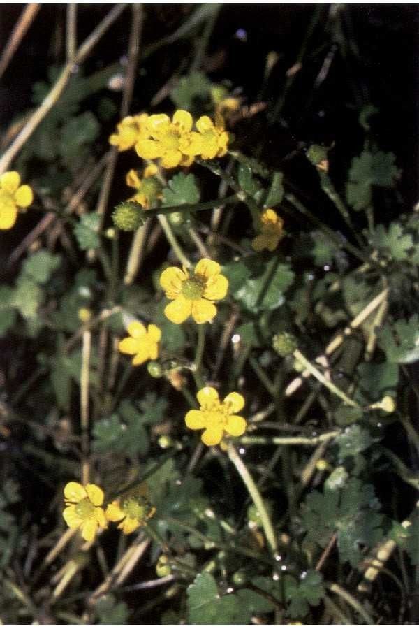Ranunculus gmelinii habit