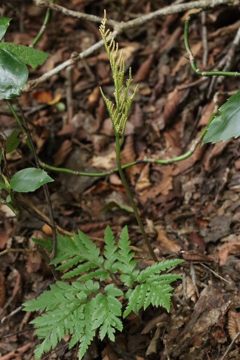 Botrychium japonicum — related species from the same genus