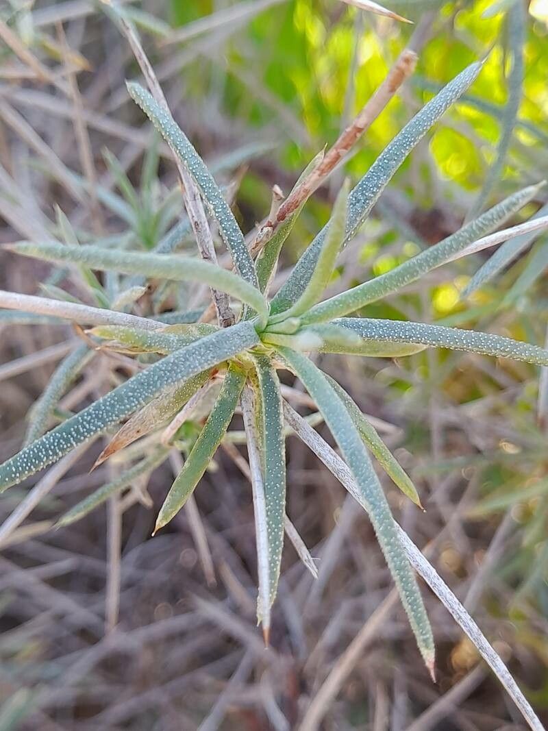 Acantholimon scorpius leaf