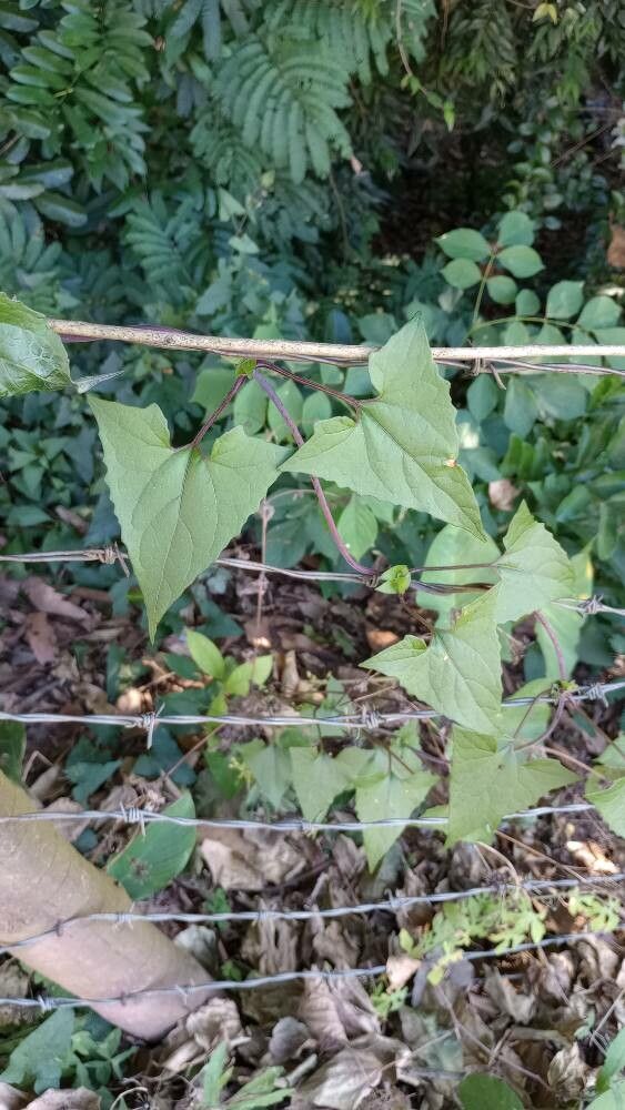 Mikania vitifolia — houseplant care guide