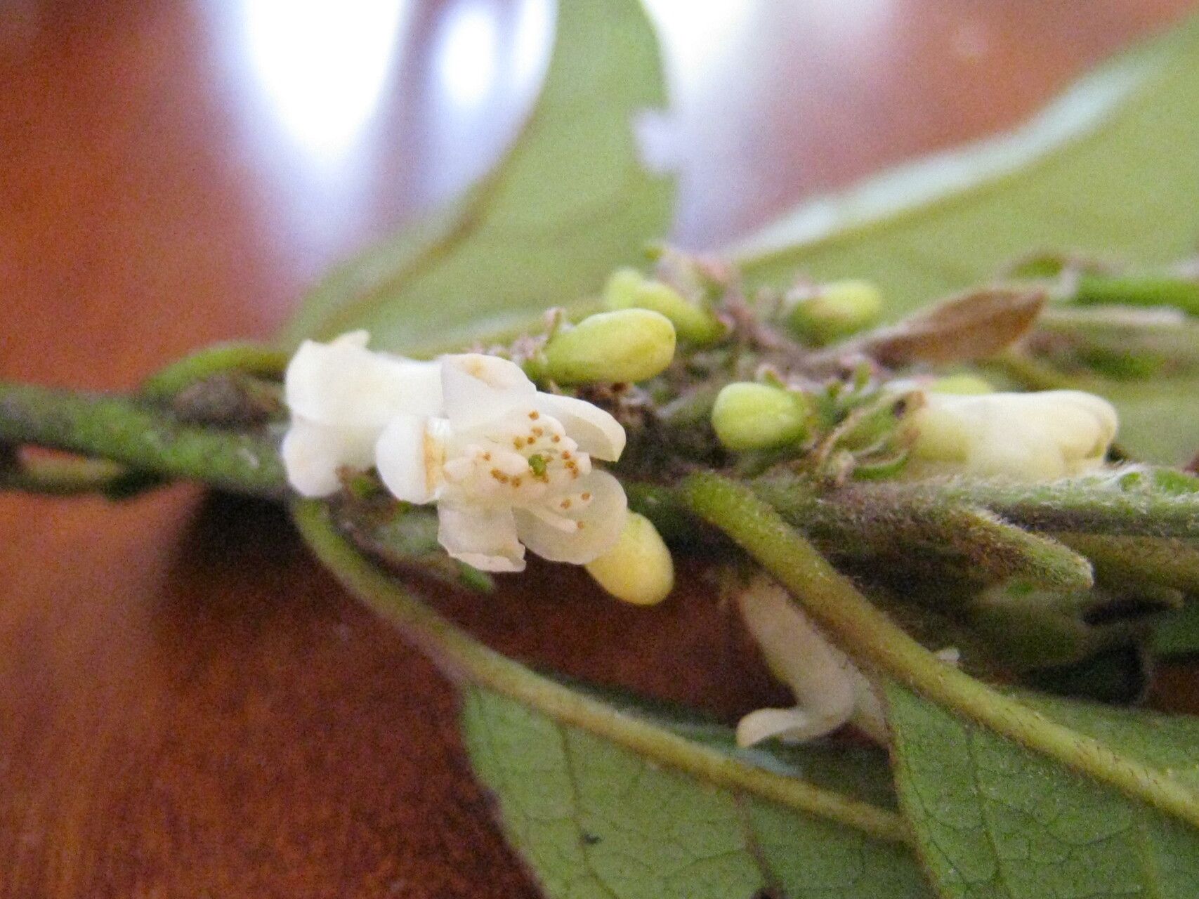 Symplocos guianensis other