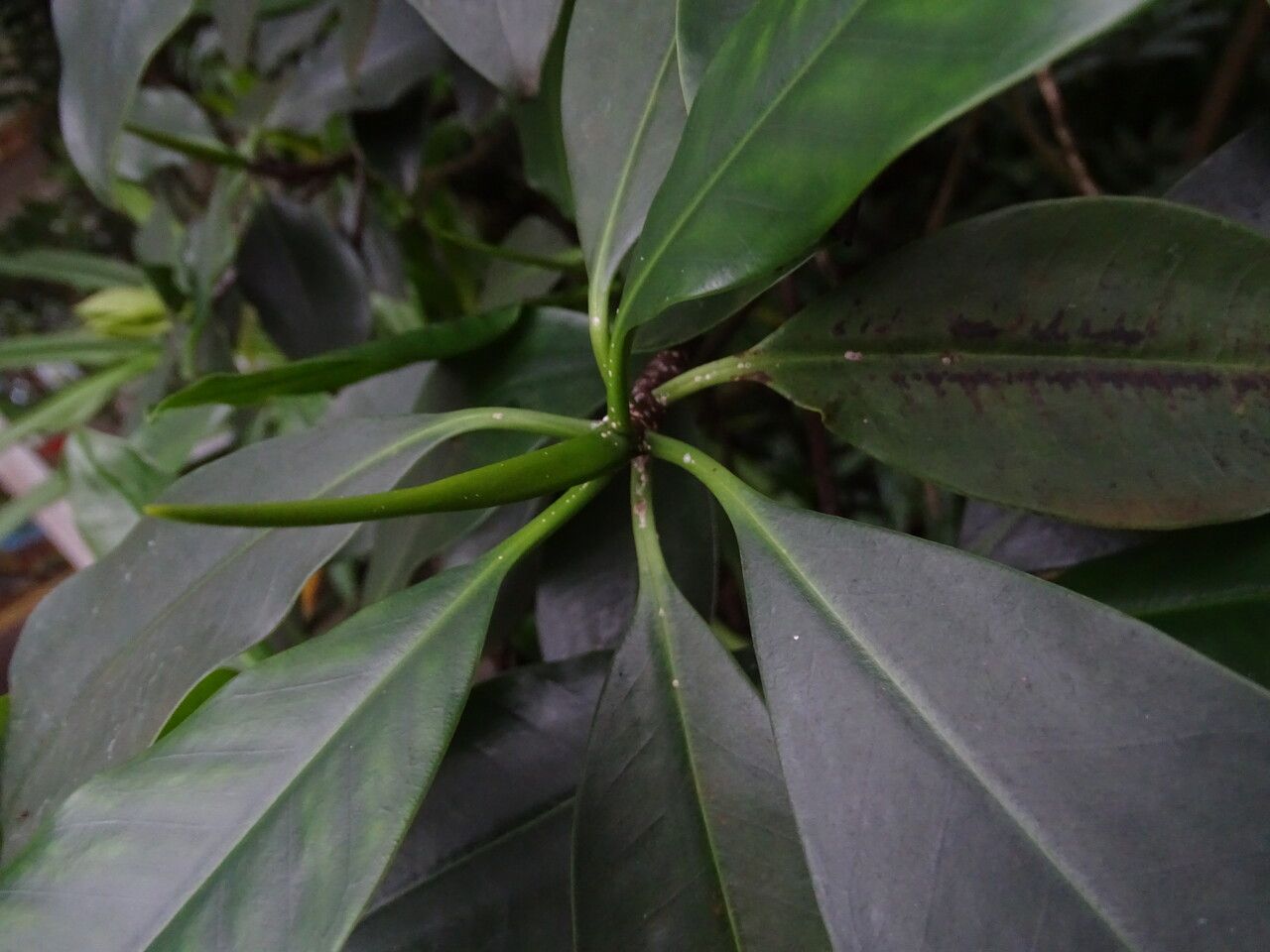 Rhizophora racemosa — related species from the same genus