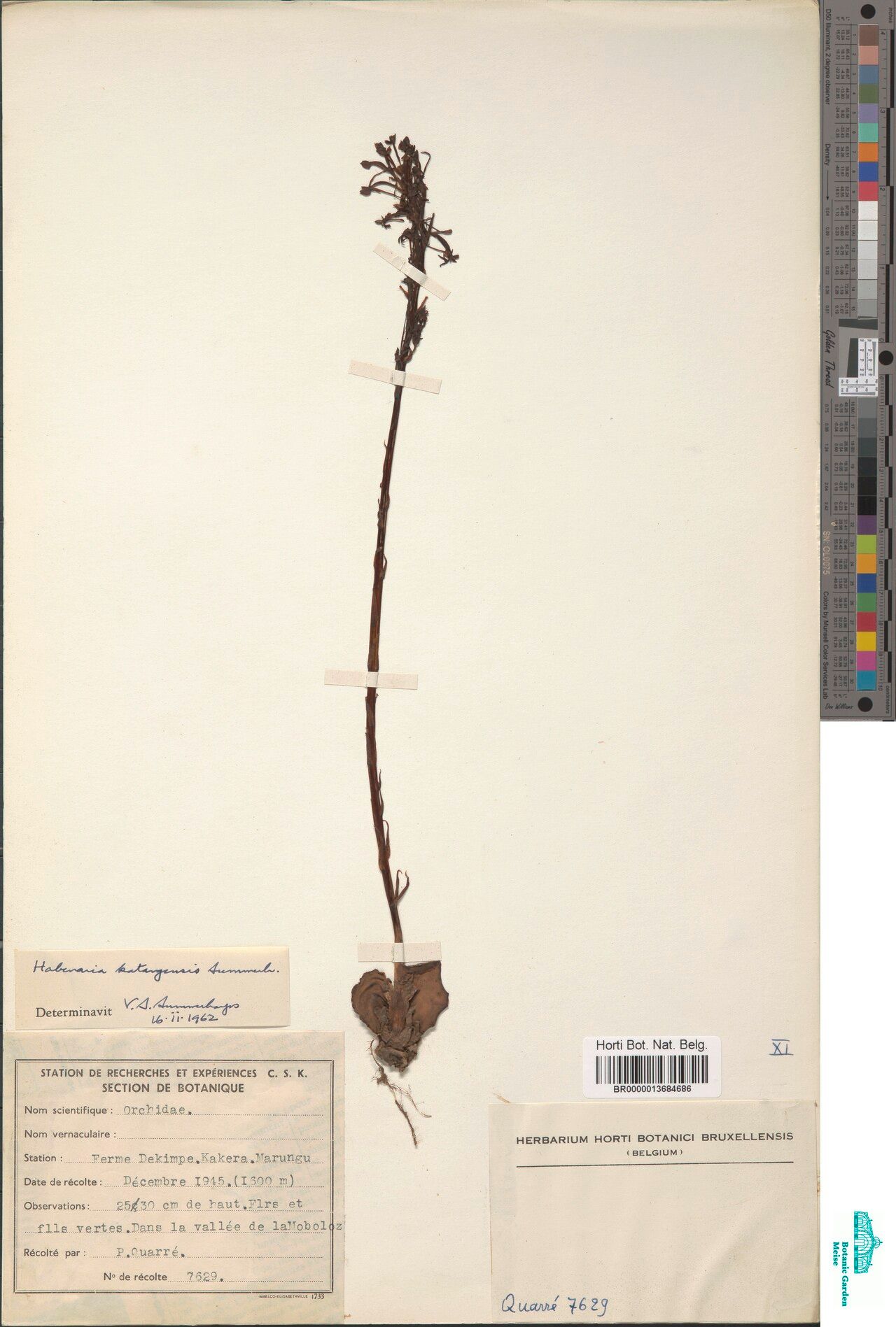 Habenaria katangensis — houseplant care guide