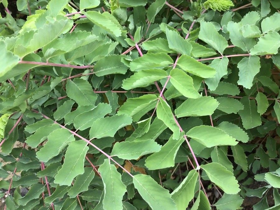 Sanguisorba menendezii — search result for 'Sanguisorba'