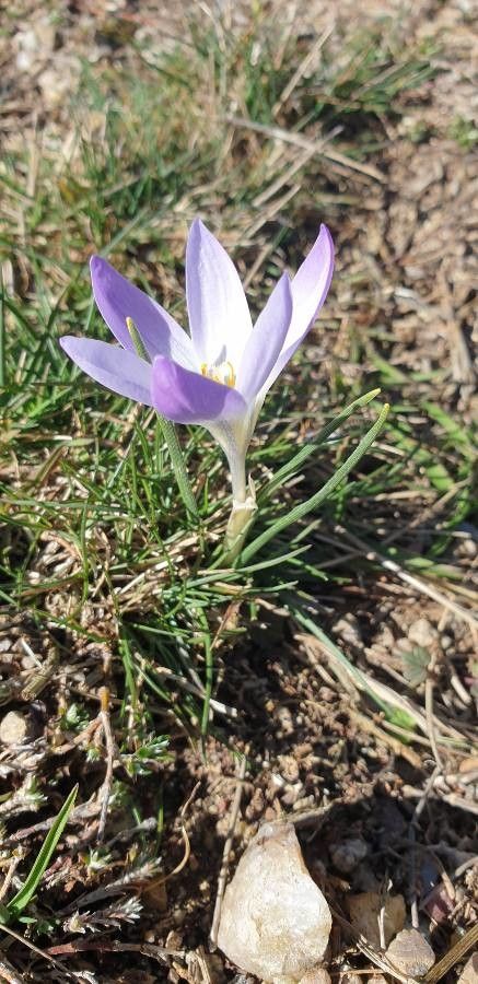 Crocus carpetanus — search result for 'Crocus'