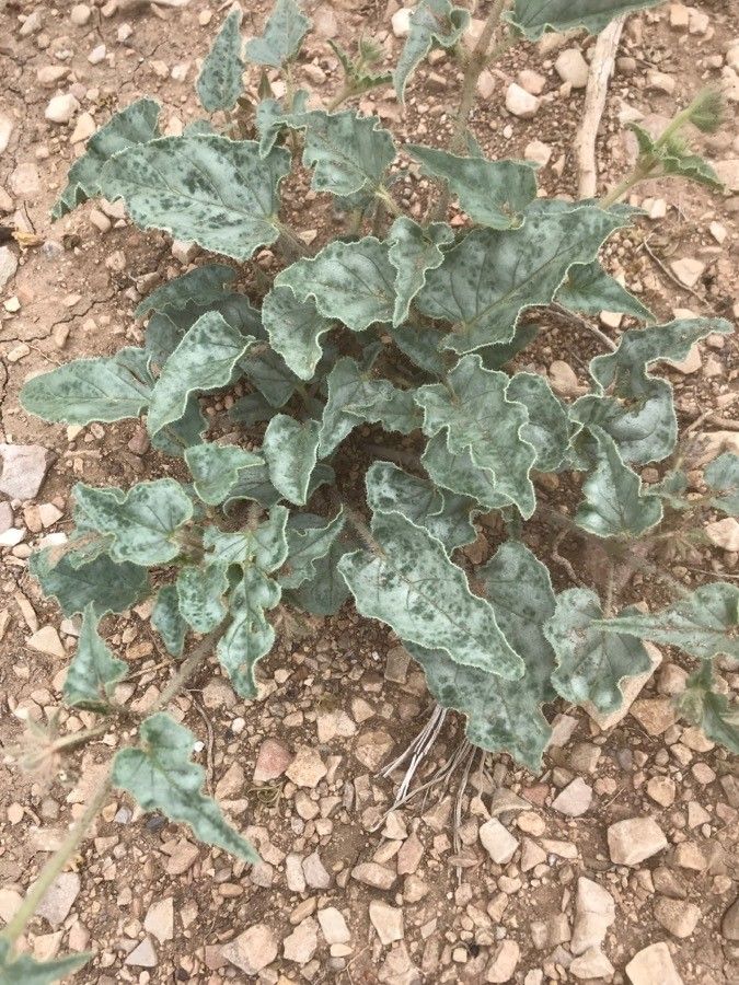 Nyctaginia capitata — search result for 'Nyctaginaceae'