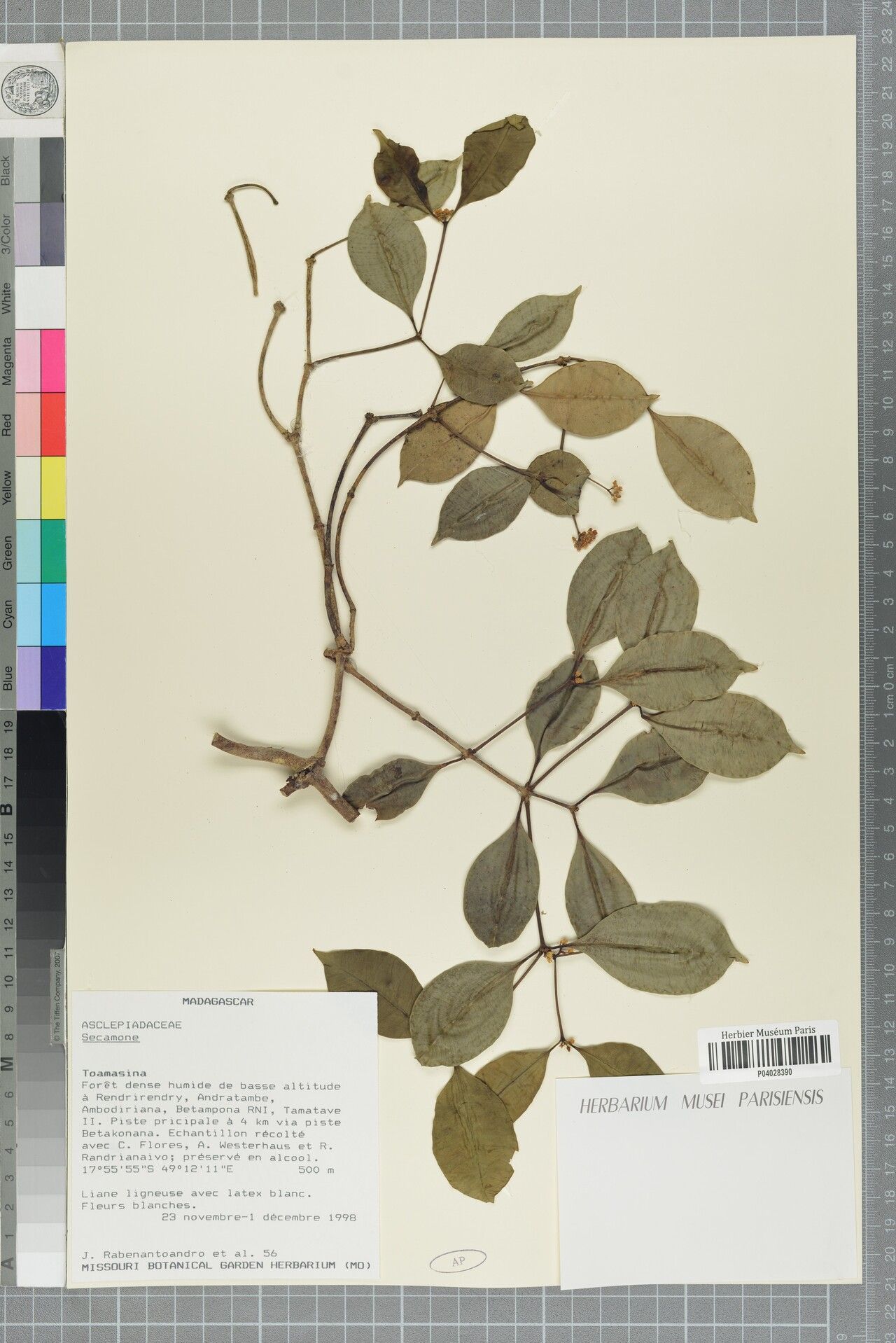 Secamone betamponensis — houseplant care guide