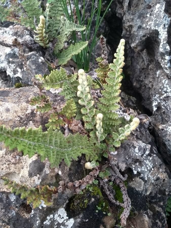 Cheilanthes vellea — search result for 'Cheilanthes'