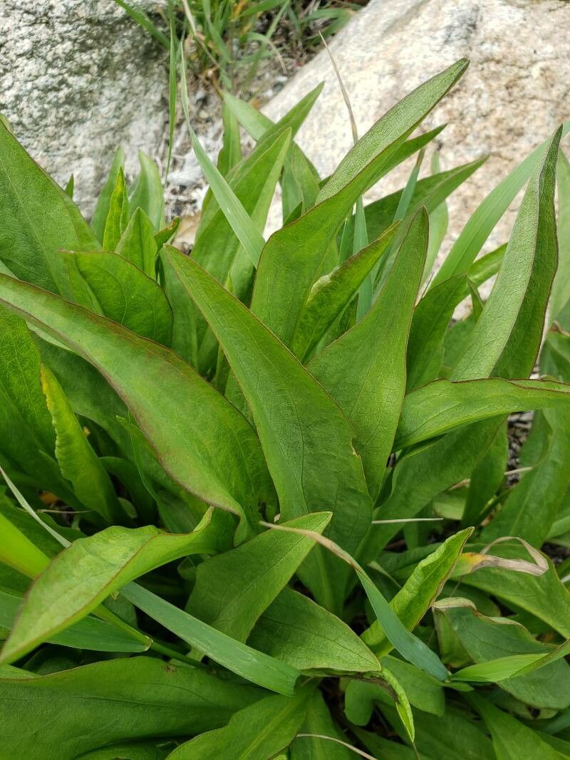 Solidago sempervirens
