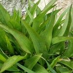 Solidago sempervirens