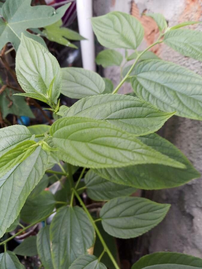 Trema orientalis — search result for 'Cannabaceae'