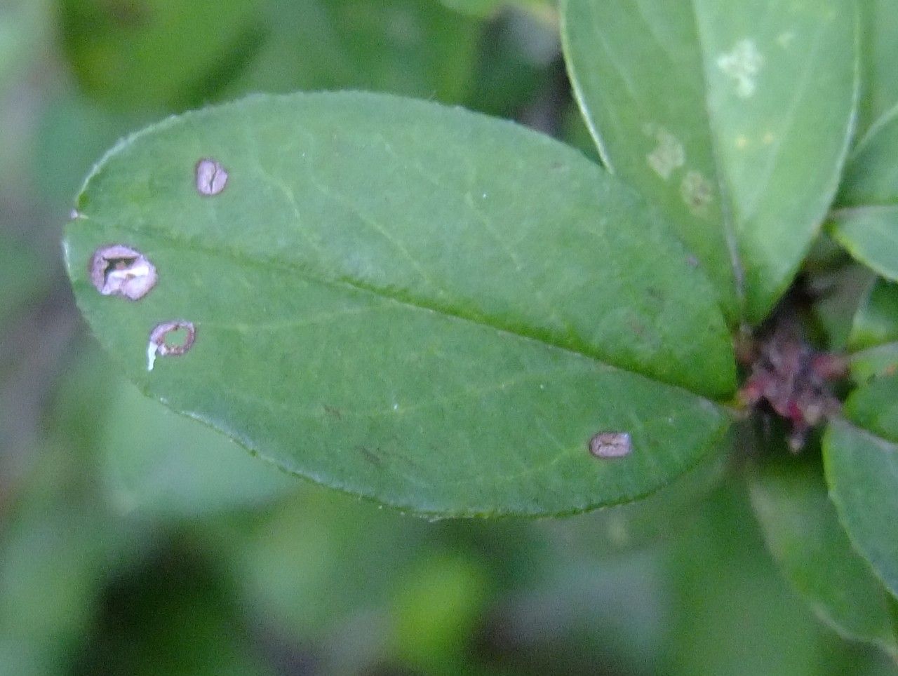 Cotoneaster nitens — houseplant care guide